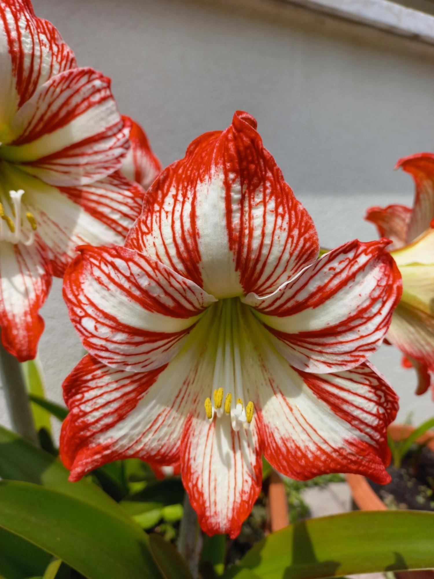 Appartamento Le Magnolie Mestre Exterior foto